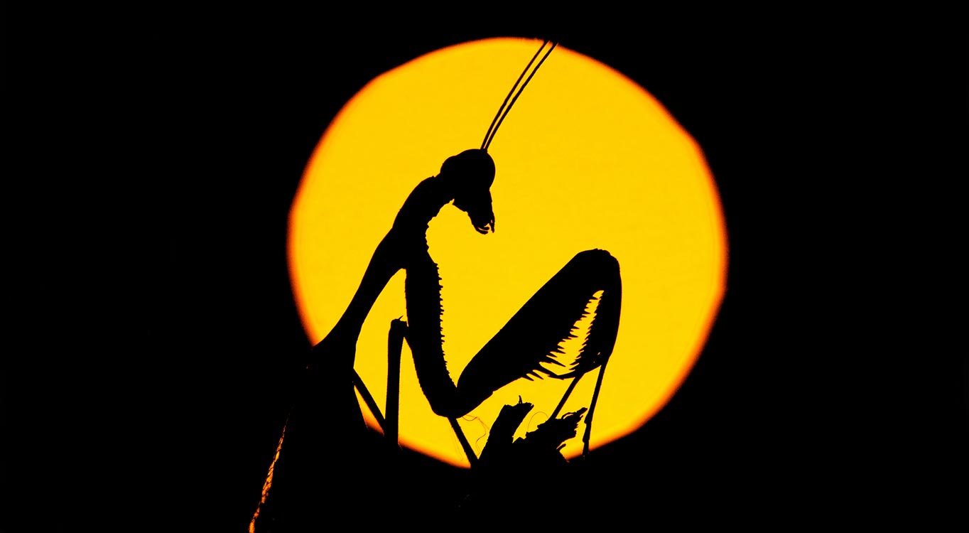 צילומי מאקרו מתוך תיק עבודות של נדב בגים