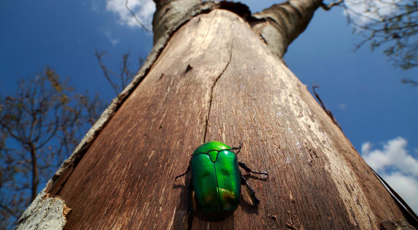 צילומי מאקרו מתוך תיק עבודות של נדב בגים