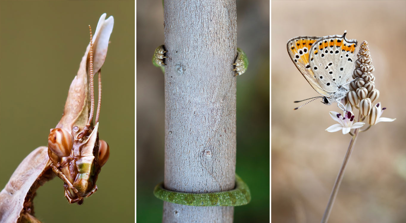 צילומי מאקרו מתוך תיק עבודות של נדב בגים