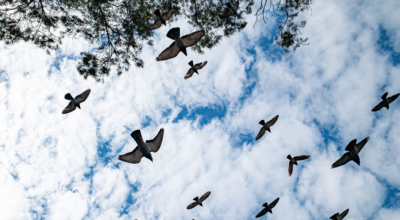 צילום בסמארטפון עם אורי אבירם
