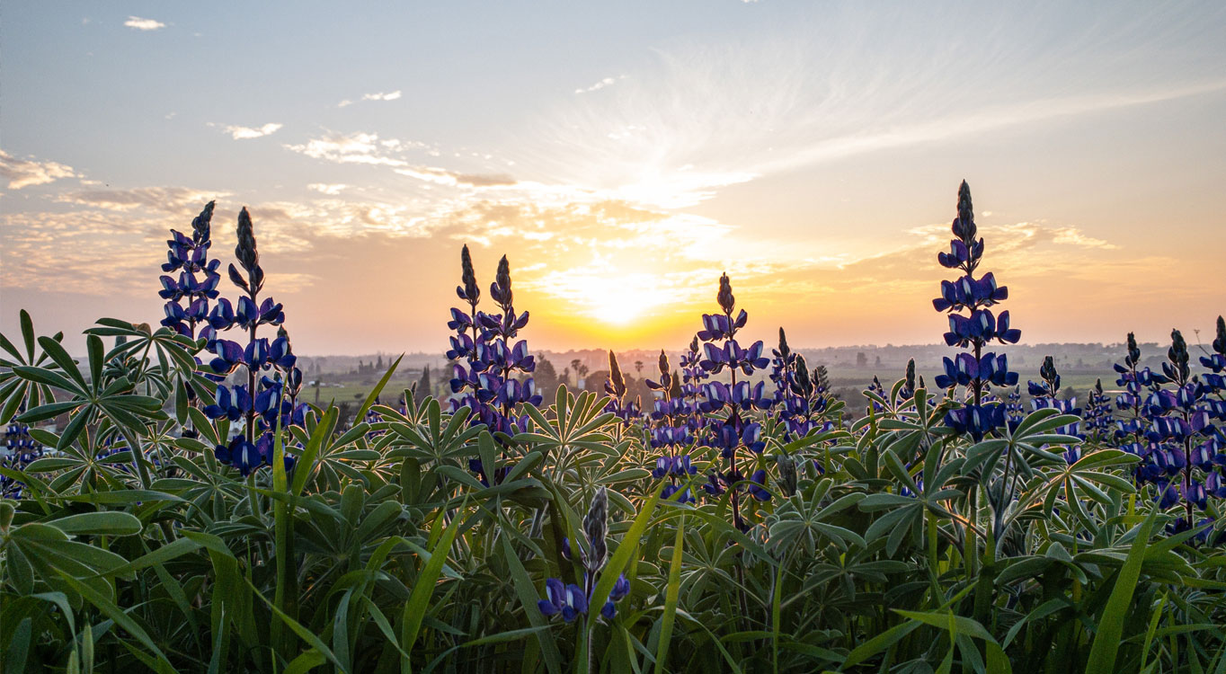 צילום בסמארטפון עם אורי אבירם
