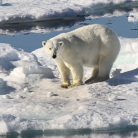 מסע שייט לשפיצברגן בהדרכת צלמת הטבע דפנה בן נון