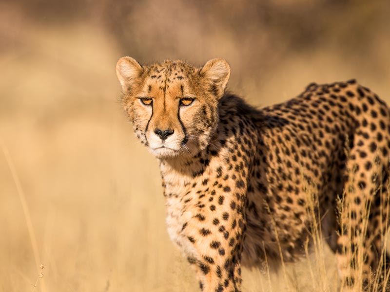 הנחה מיוחדת לנרשמים לספארי בטנזניה